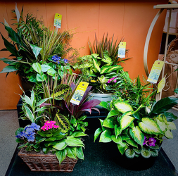 Large Dish Gardens from Maplehurst Florist, local flower shop in Essex Junction Large Dish Gardens from Maplehurst Florist, local flower shop in Essex Junction